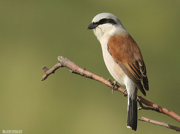 Red backed shrike  Lanius collurio Bacha valley ,Golan  26-04-10 Lior Kislev  